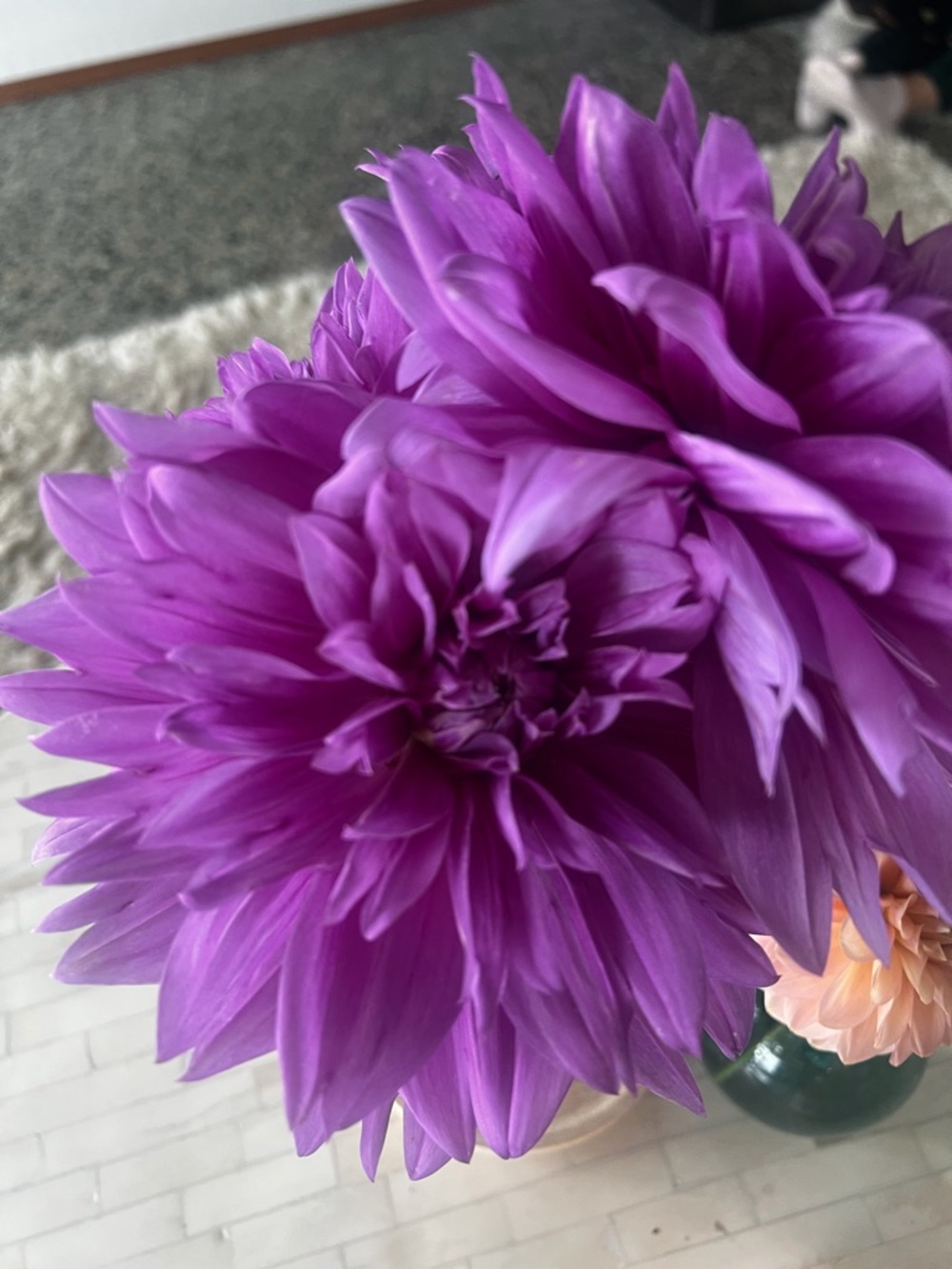 Lilac Time Dahlia Tuber
